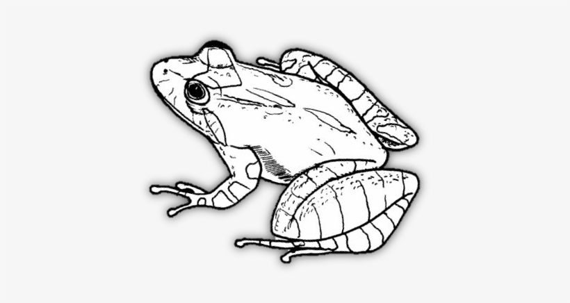 Рисунок земноводные 1 класс