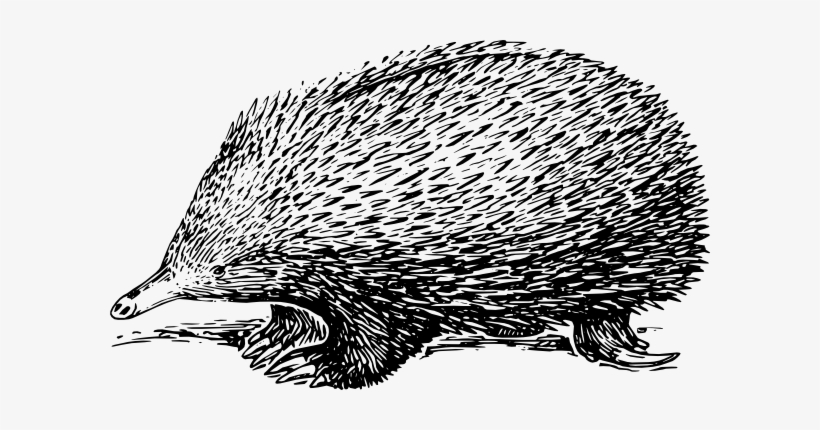 Echidna Drawing Svg Clip Arts 600 X 350 Px, transparent png #4270961
