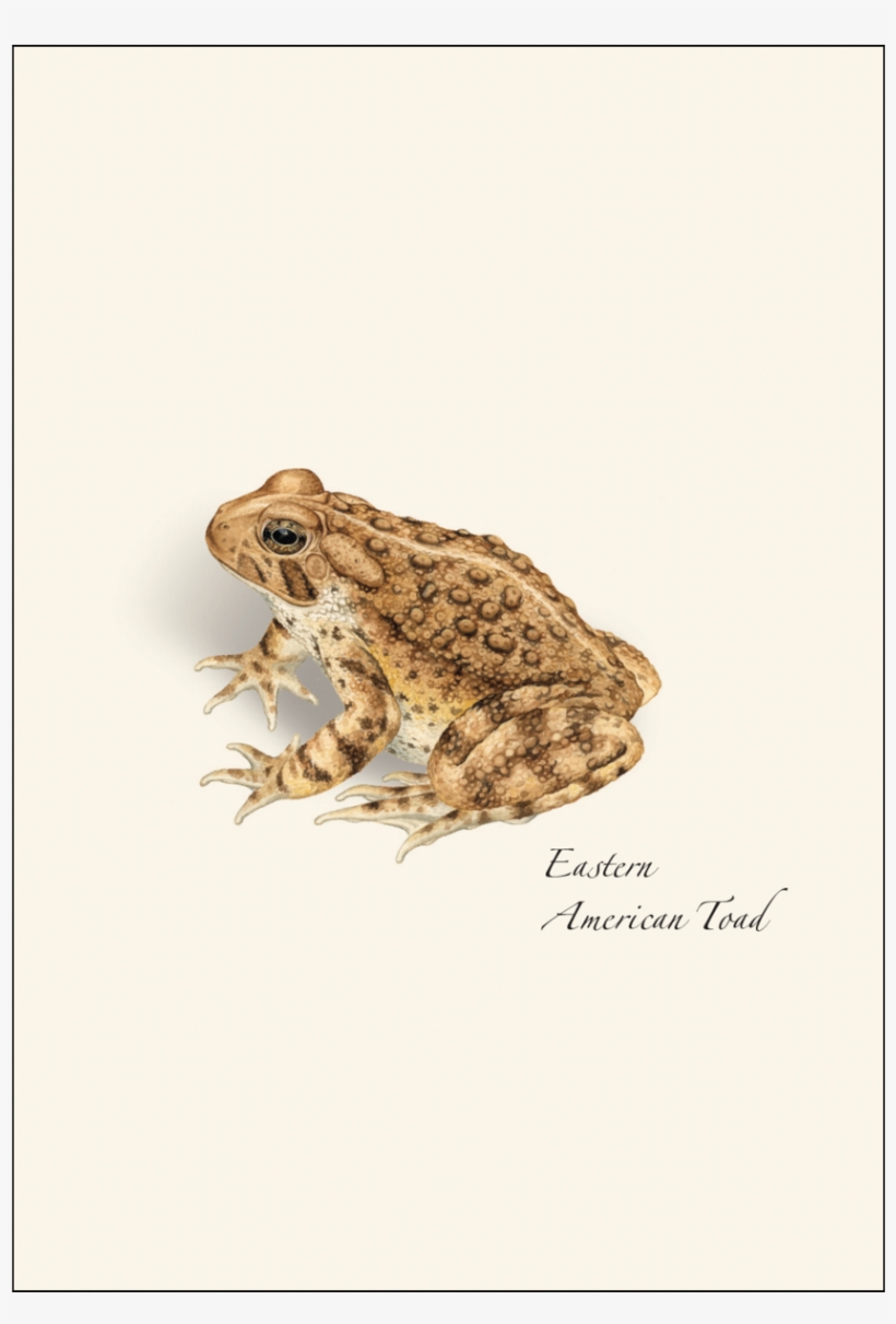 Shopping Cart -  -  - Eastern Spadefoot, transparent png #4271022