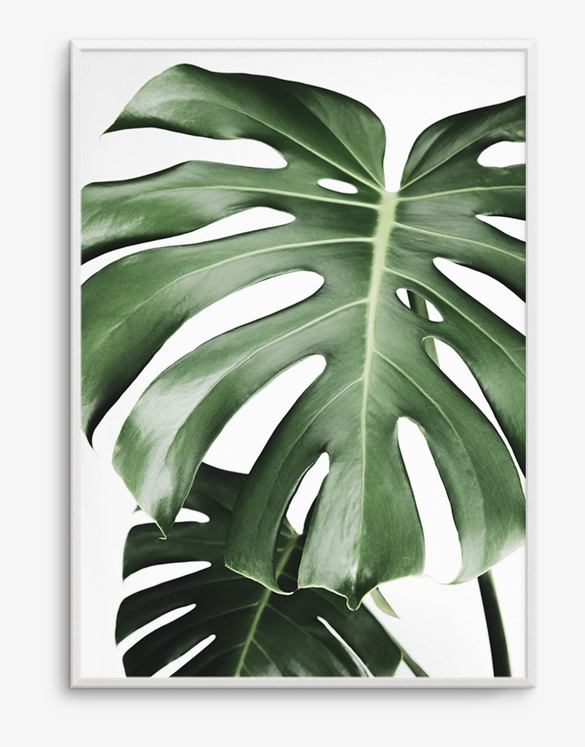 Monstera X Two - Swiss Cheese Plant, transparent png #4271024