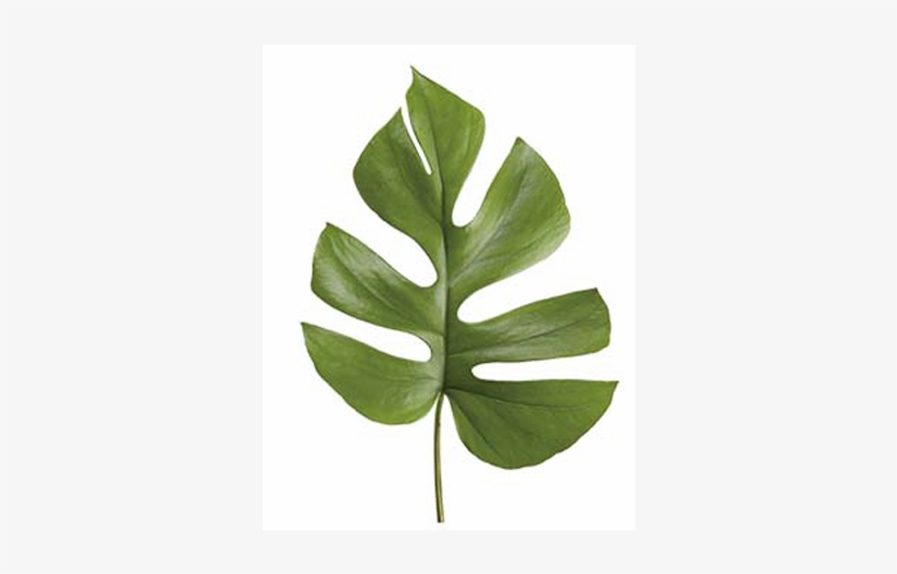Follajes Exoticos, transparent png #4271051