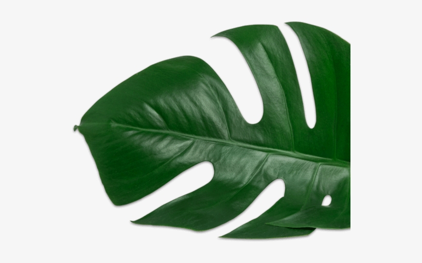 Plant-2 - Disprin Forte 24 Tablets, transparent png #4271405