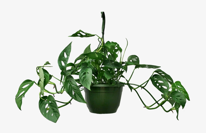 Monstera Adansonii Hanging Basket - Monstera Adansonii, transparent png #4271453