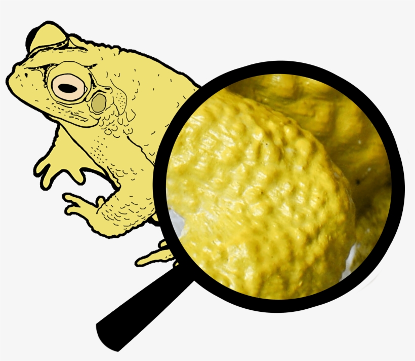 Realistic - True Frog, transparent png #4271530