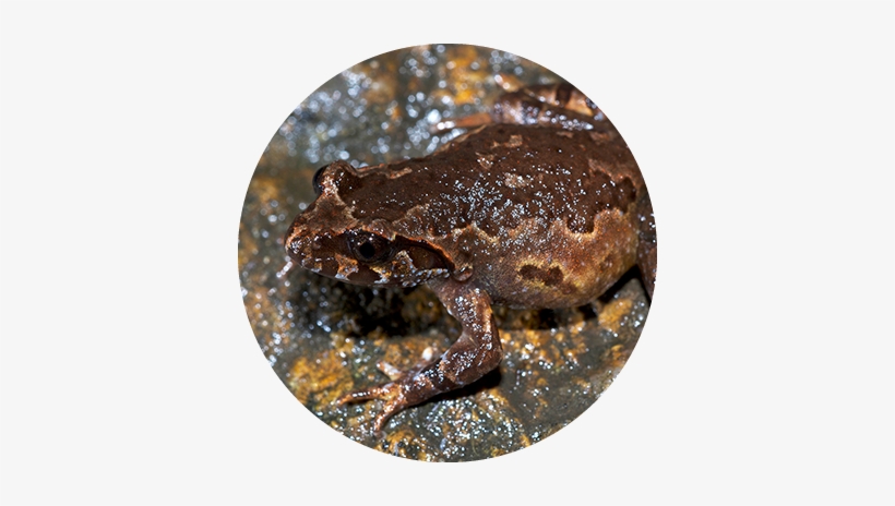 Adm-capital Circle Leptolax Botsfordi Rowley - Mount Data Forest Frog, transparent png #4271786