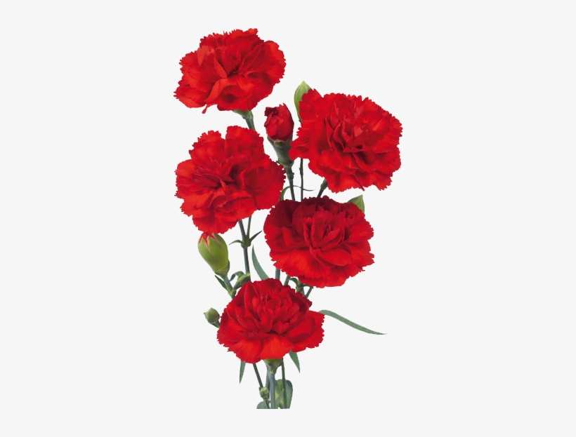 Red Carnations Transparent Background, transparent png #4272446