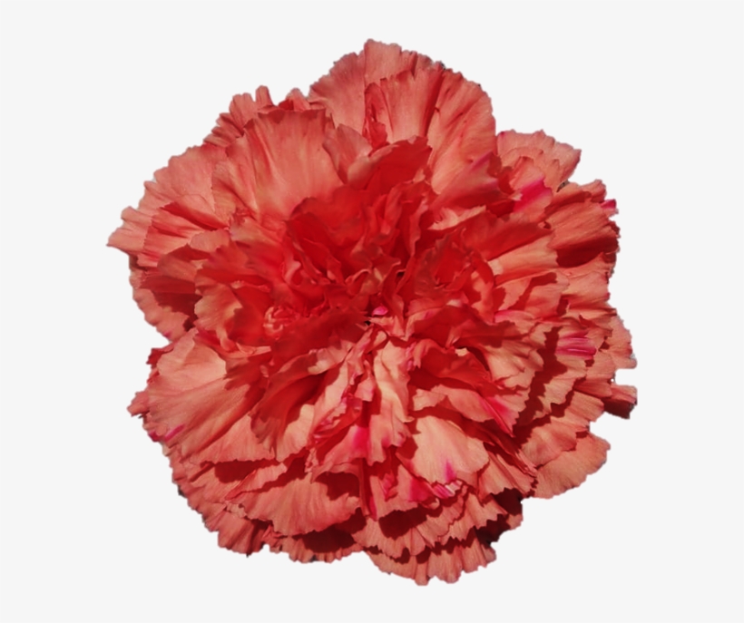 Orange Hermes - Carnation - Carnation, transparent png #4272748