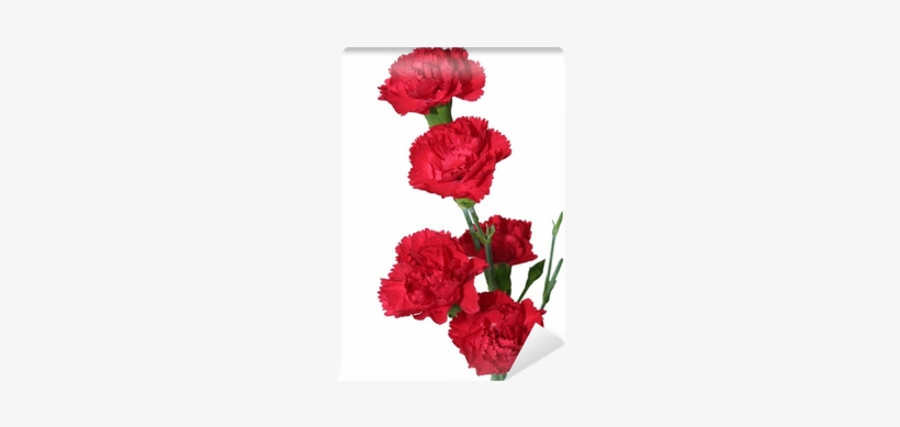 Red, transparent png #4272835