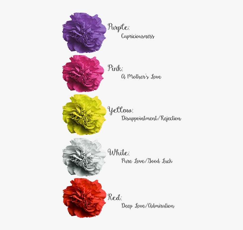 Carnations For Every Occasion - Carnations Meaning, transparent png #4272928