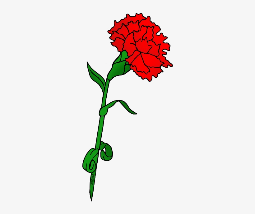 Red Carnation - Flower, transparent png #4272985