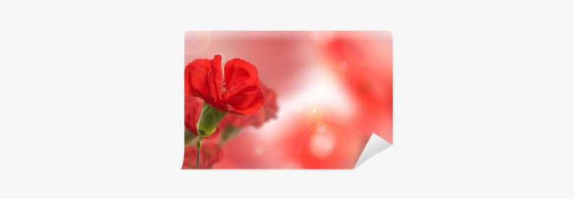 Beautiful Red Carnation Flower Over Natural Blurred - Garden Roses, transparent png #4273296
