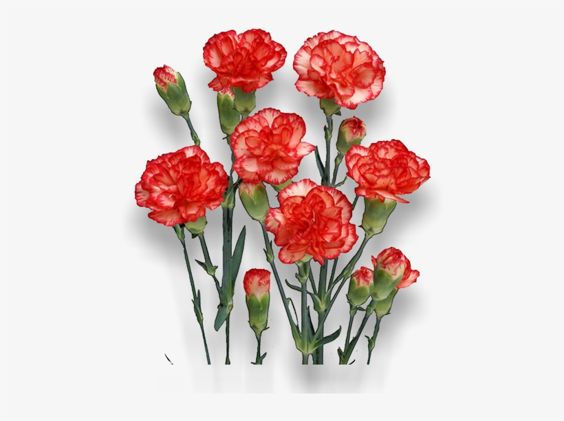 Akari - Carnation, transparent png #4273401