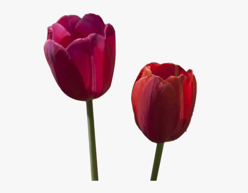 Tulip Flower Free Png Transparent Images Free Download - Stock.xchng, transparent png #4274517