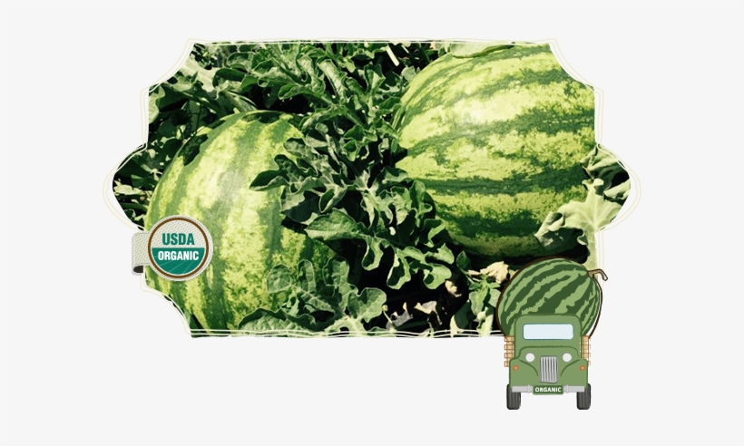 Seeded Watermelons - Plantation, transparent png #4274687