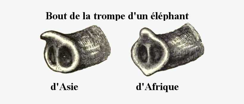 Elephanttrunks-fr - African Elephant And Asian Elephant Trunk, transparent png #4274784