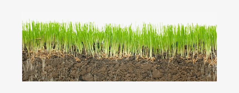 Stop - «» - Dig In! Learn About Dirt, transparent png #4274786