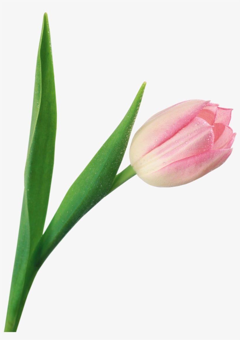 Тюльпан На Прозрачном Фоне, transparent png #4274840