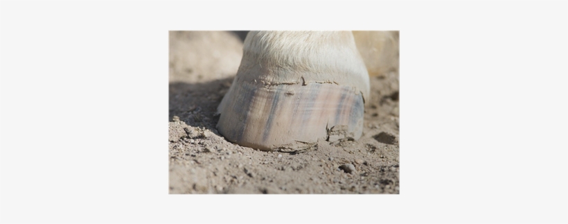 Horse, transparent png #4275066