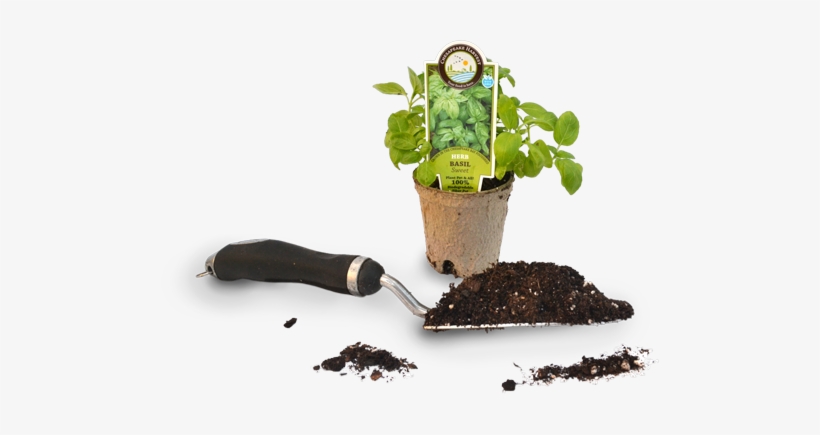 Chesapeake Harvest Basil Plant - Houseplant, transparent png #4275253