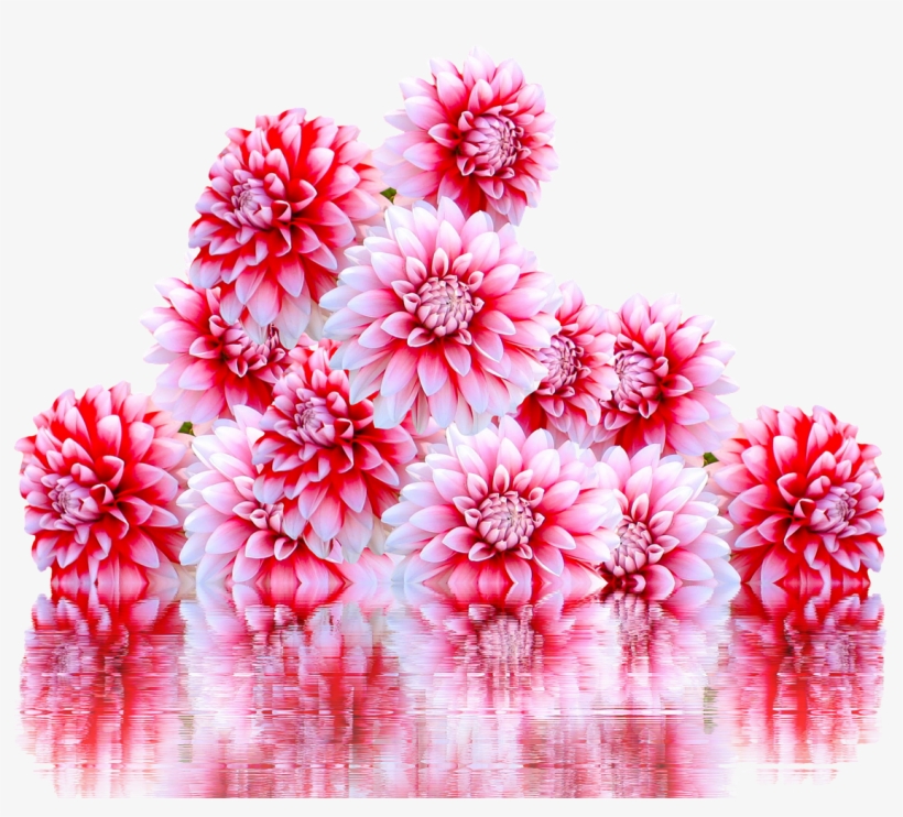 Jewelry, Dahlia, Jewelry Dahlia, Autumn Flower - 2018 9 月 カレンダー 壁紙, transparent png #4276553