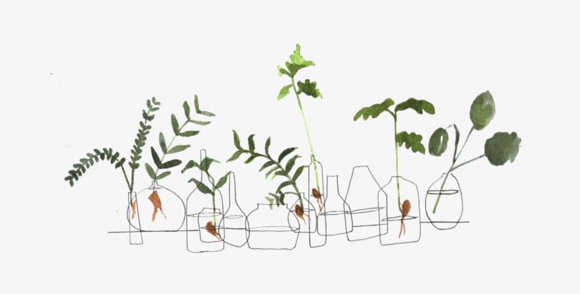 Intro-s2 - Plants, transparent png #4276643