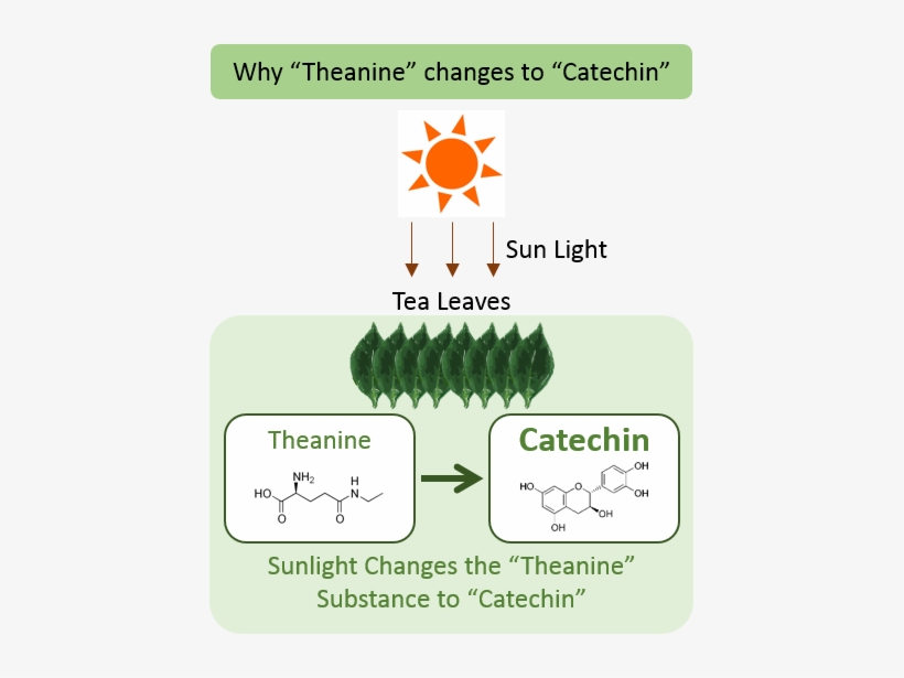 Green Teas That Are 2nd And 3rd Harvested, The Summer - Theanine In Tea, transparent png #4276947
