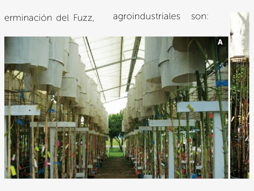 Cruzamientos Biparentales En Farol - Tree, transparent png #4276976