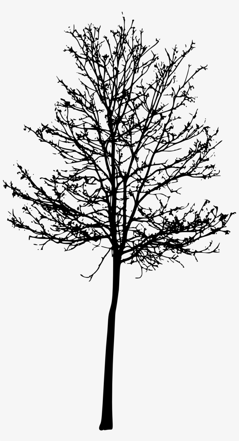 Tree Silhouette Png Roots - Portable Network Graphics, transparent png #4279477