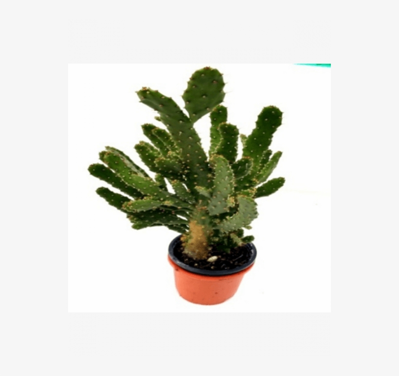 Opuntia Ficus-indica Cactus Plant - Cactus, transparent png #4280838