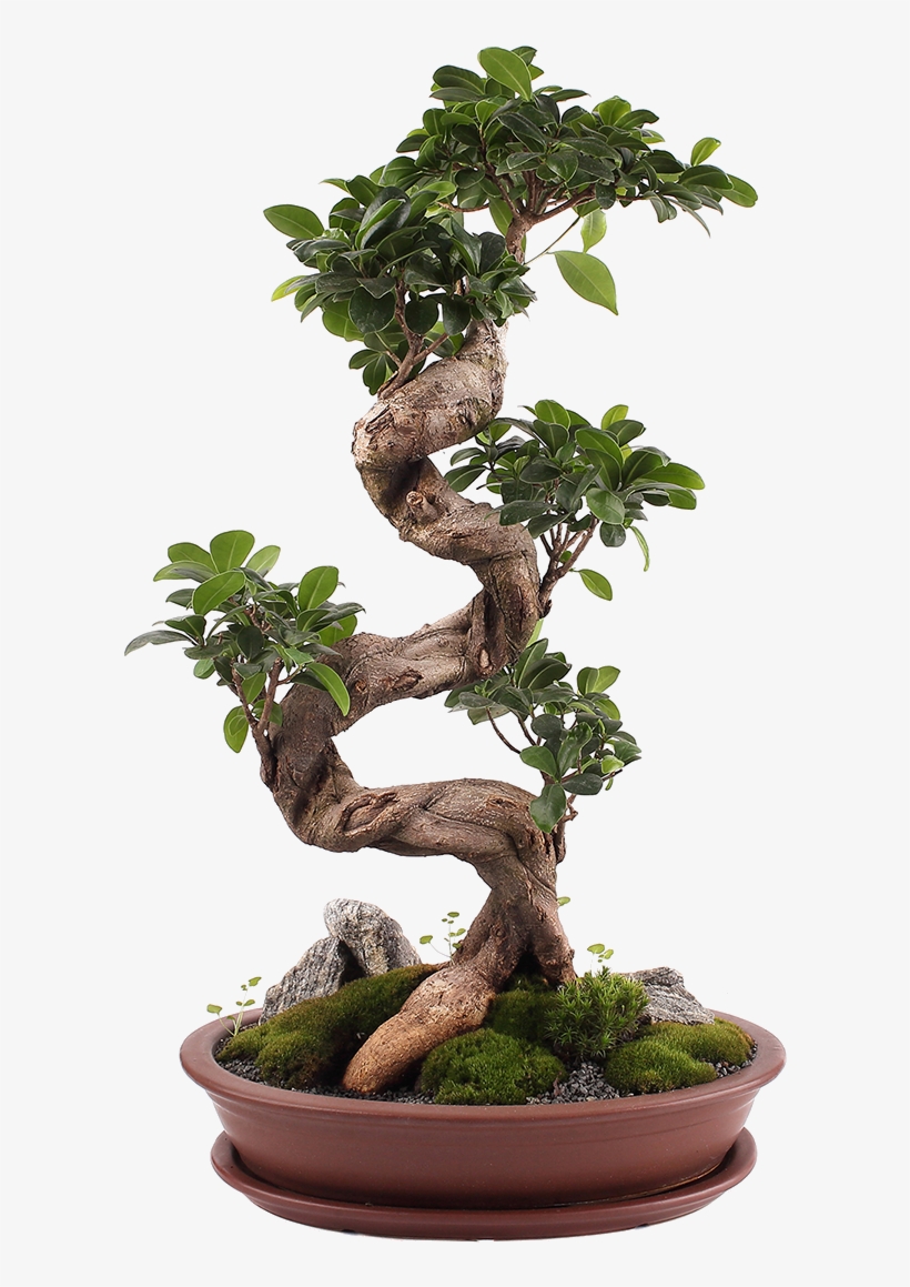 We Are Ficus, A Shopify Plus Design And Development - Home Focus At Hickeys, transparent png #4280993