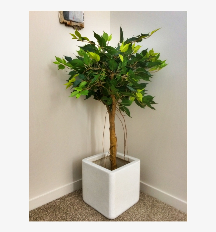 Artificial Ficus Tree Fc17683 - Weeping Fig, transparent png #4281016