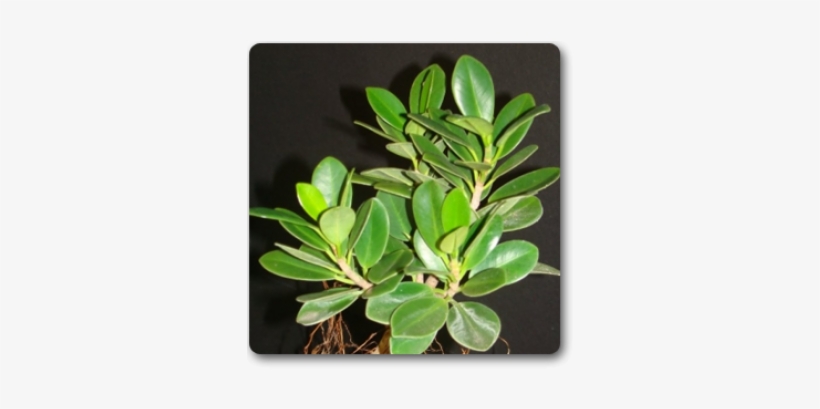 Isla Verde Planta, transparent png #4281090