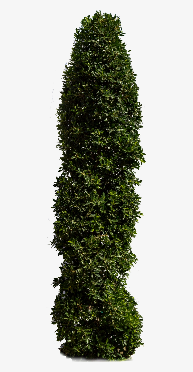 Ficus Indian Laurel - Hedge, transparent png #4281115