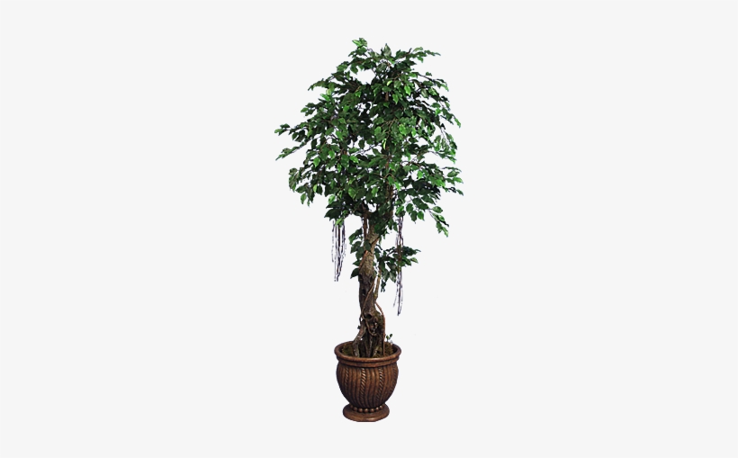Tpt 1329- Ficus Benjamina, transparent png #4281139