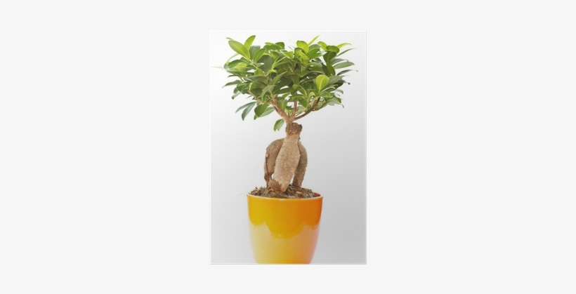 Tree, transparent png #4281182