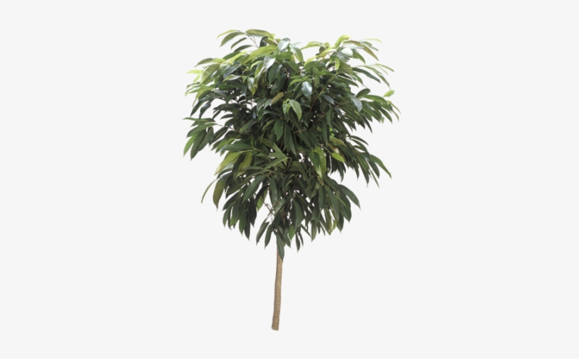 Ficus Amstel King - Ficus Binnendijkii Amstel King, transparent png #4281205