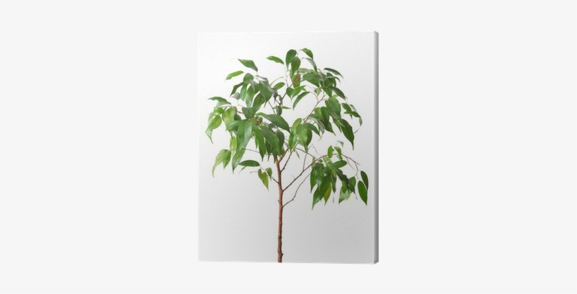 Green Ficus Tree Isolated White - Weeping Fig, transparent png #4281423