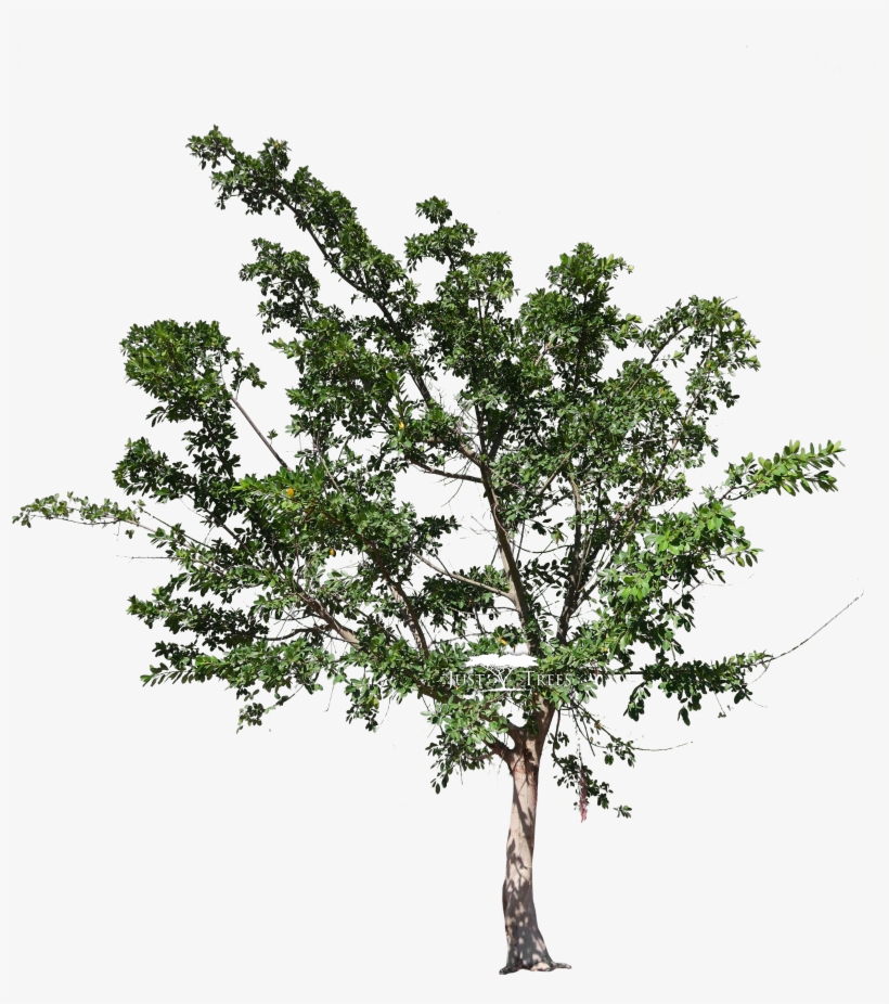 Ficus Natalensis, transparent png #4281442