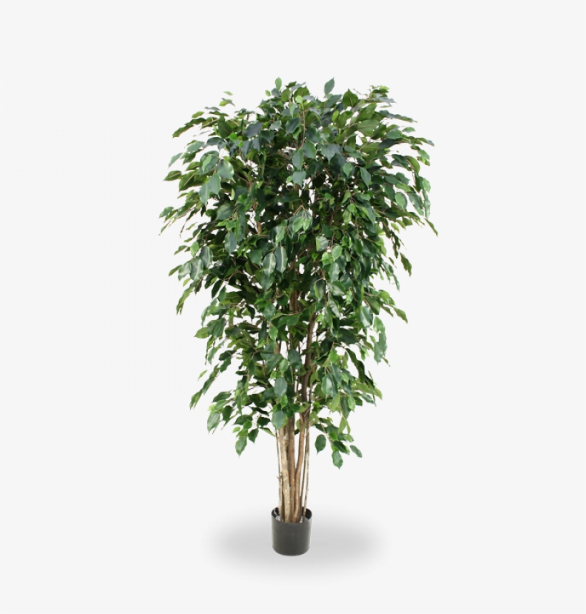 Artificial Ficus Exotica Deluxe 180 Cm Green - Artificial Areca Palm Tree, transparent png #4281524