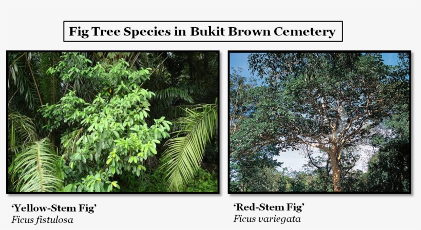 The Most Common Fig Trees Found At Bukit Brown Are - Common Fig, transparent png #4281552