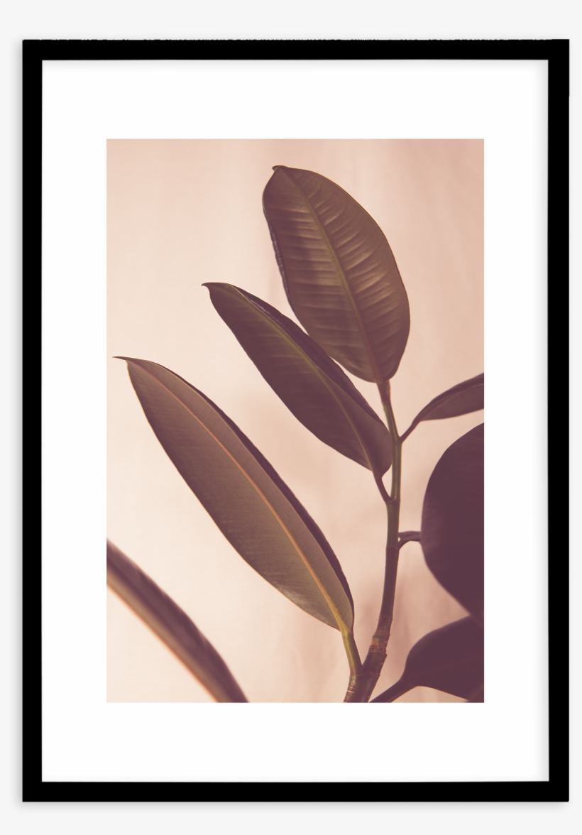 Blushing Ficus No I - Twig, transparent png #4281574