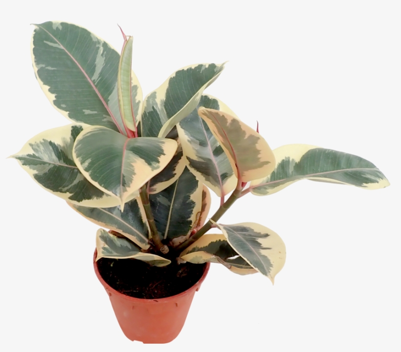 Rubber Fig, transparent png #4281661