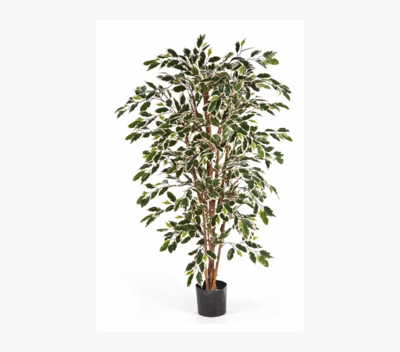 Ficus Nitida Mixed, 120cm - Parlor Palm Png, transparent png #4281981