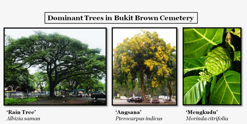 The Bukit Brown Experience - Angsana Tree Leaves, transparent png #4281987