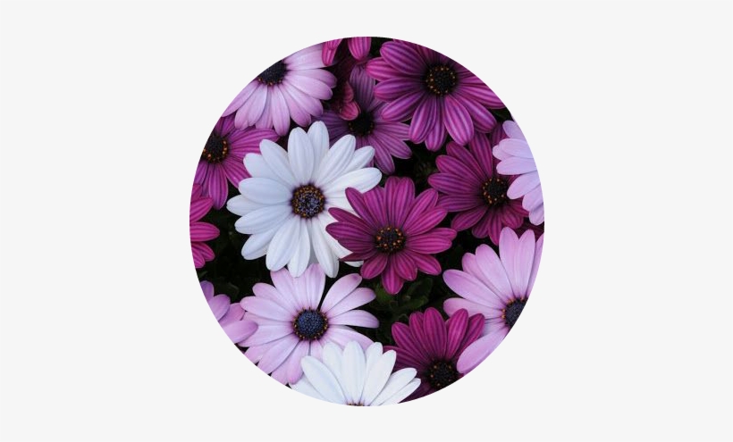 Tumblr Flower Flowers Flores Purple White Blanco Morado - Spanish Daisy 'akila' Mix, transparent png #4283700