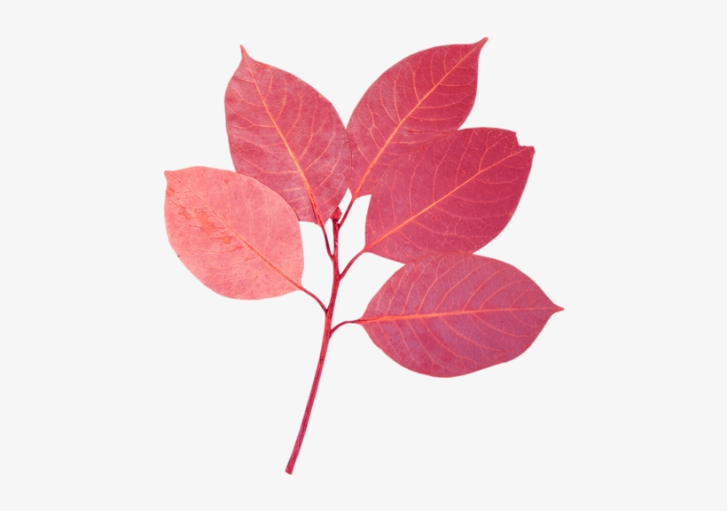 Download Flores Y Hojas Png PNG Image with No Background Download Flores Y Hojas Png PNG Image with No Background