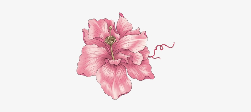 Flores Vintage, transparent png #4283889