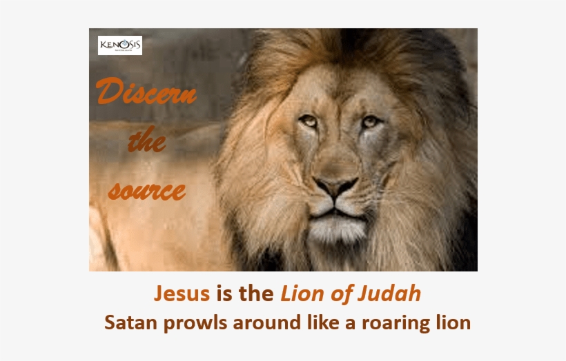 Lion - - Discern - Bold As A Lion, transparent png #4284571
