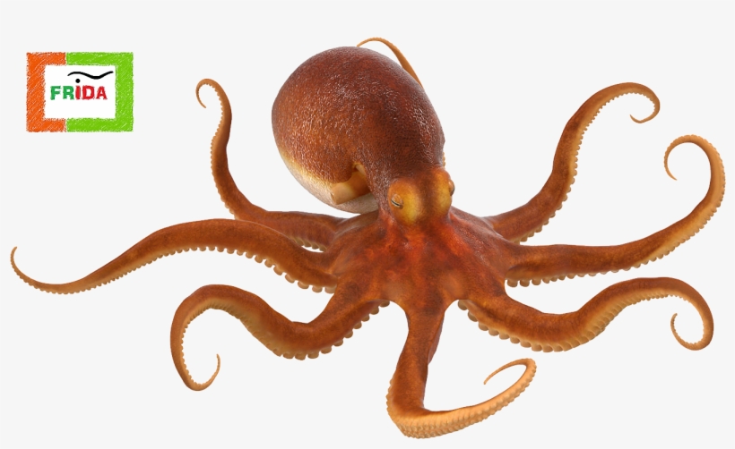 O Mito Da Mulher Polvo - Transparent Background Octopus Transparent, transparent png #4286050