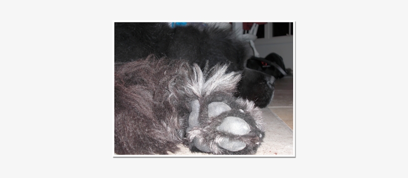 Couple The Big Paw Situation With The Fact That This - Hooded Skunk, transparent png #4286417